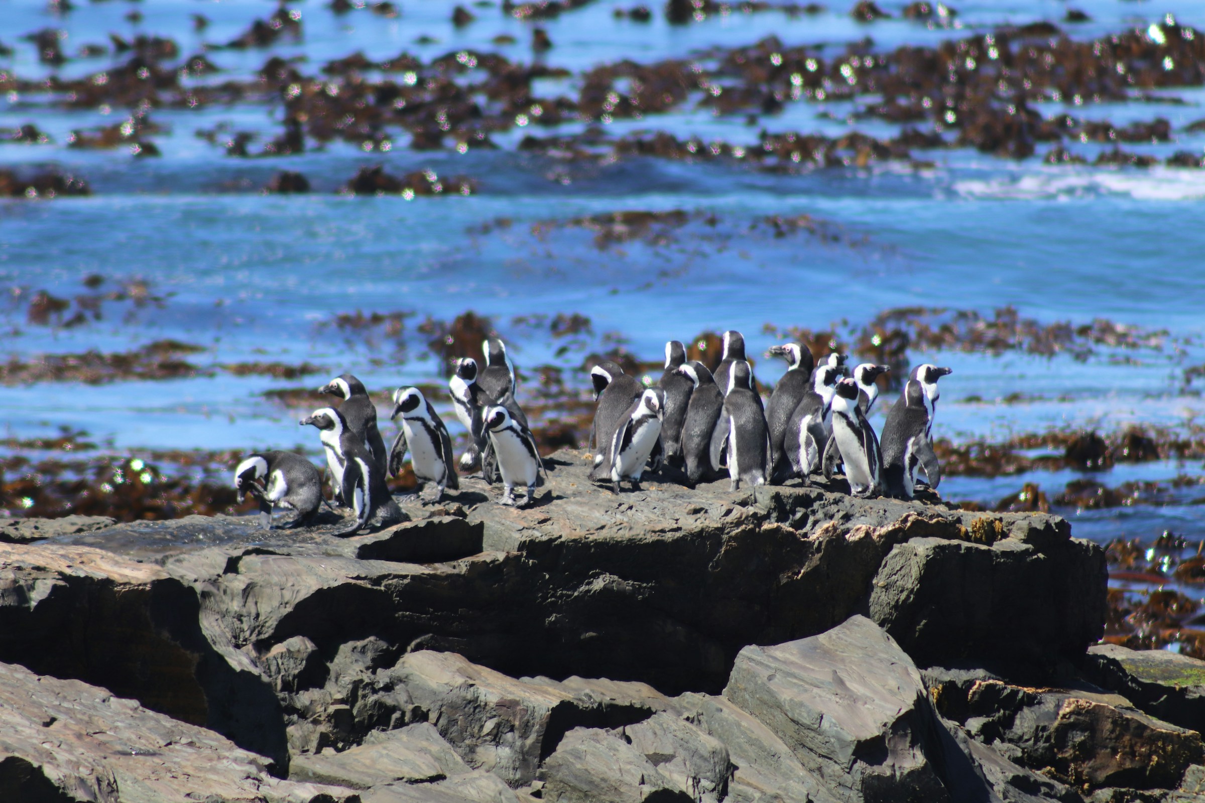 African penguins on Robben Island's shoreline
